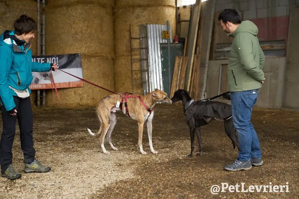 Chubbs Greyhound adozionelevrieri petlevrieri foster 006