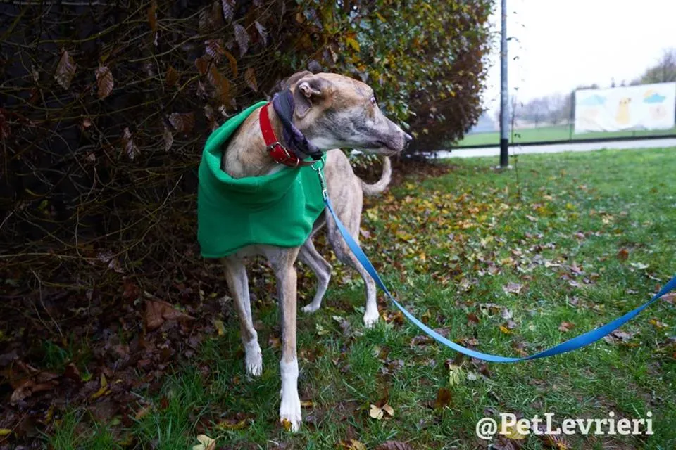 Chubbs Greyhound adozionelevrieri petlevrieri foster 008