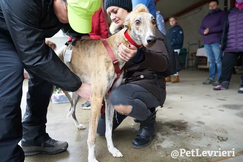 Chubbs Greyhound adozionelevrieri petlevrieri foster 009