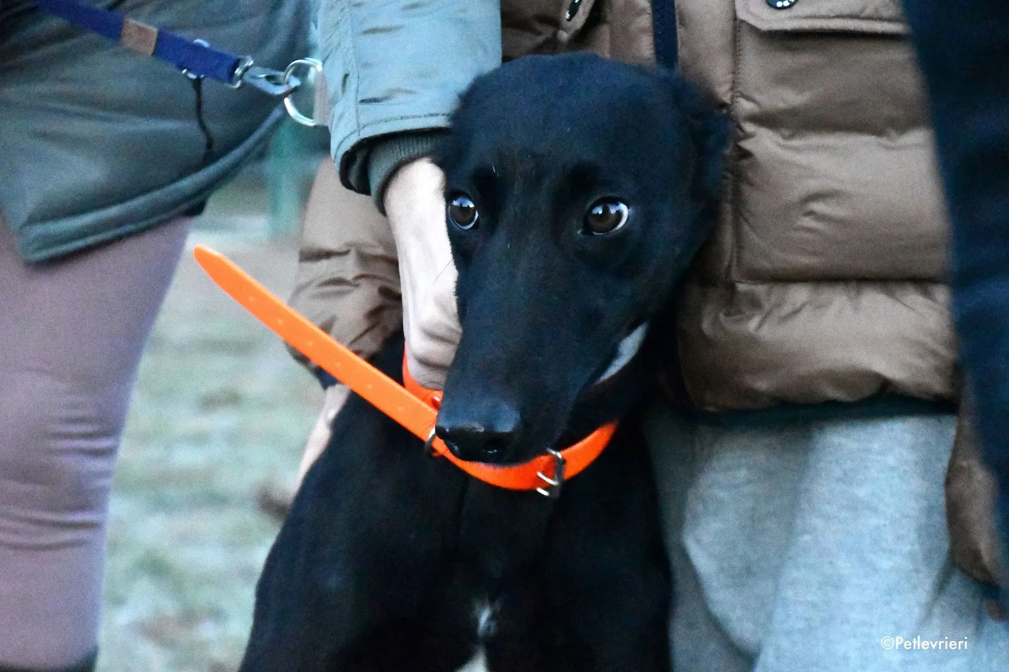 Churo adozione levrieri galgo 01