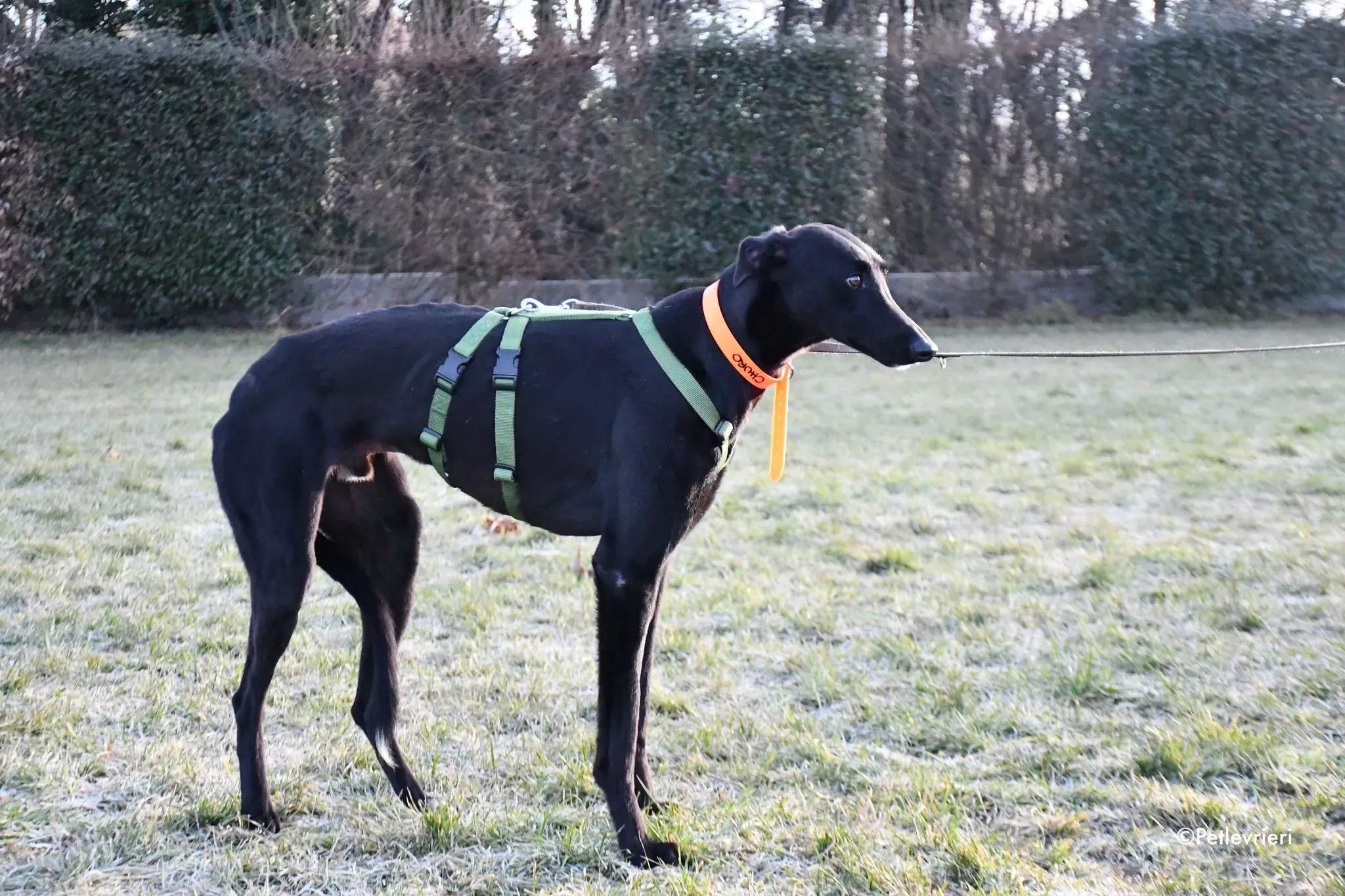 Churo adozione levrieri galgo 02