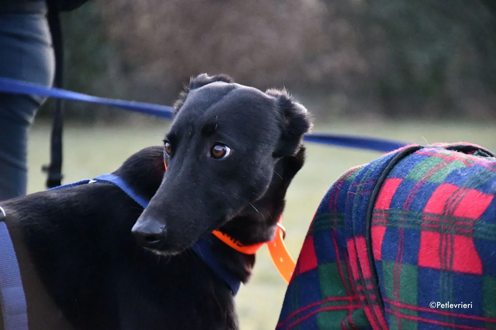 Churo adozione levrieri galgo 03