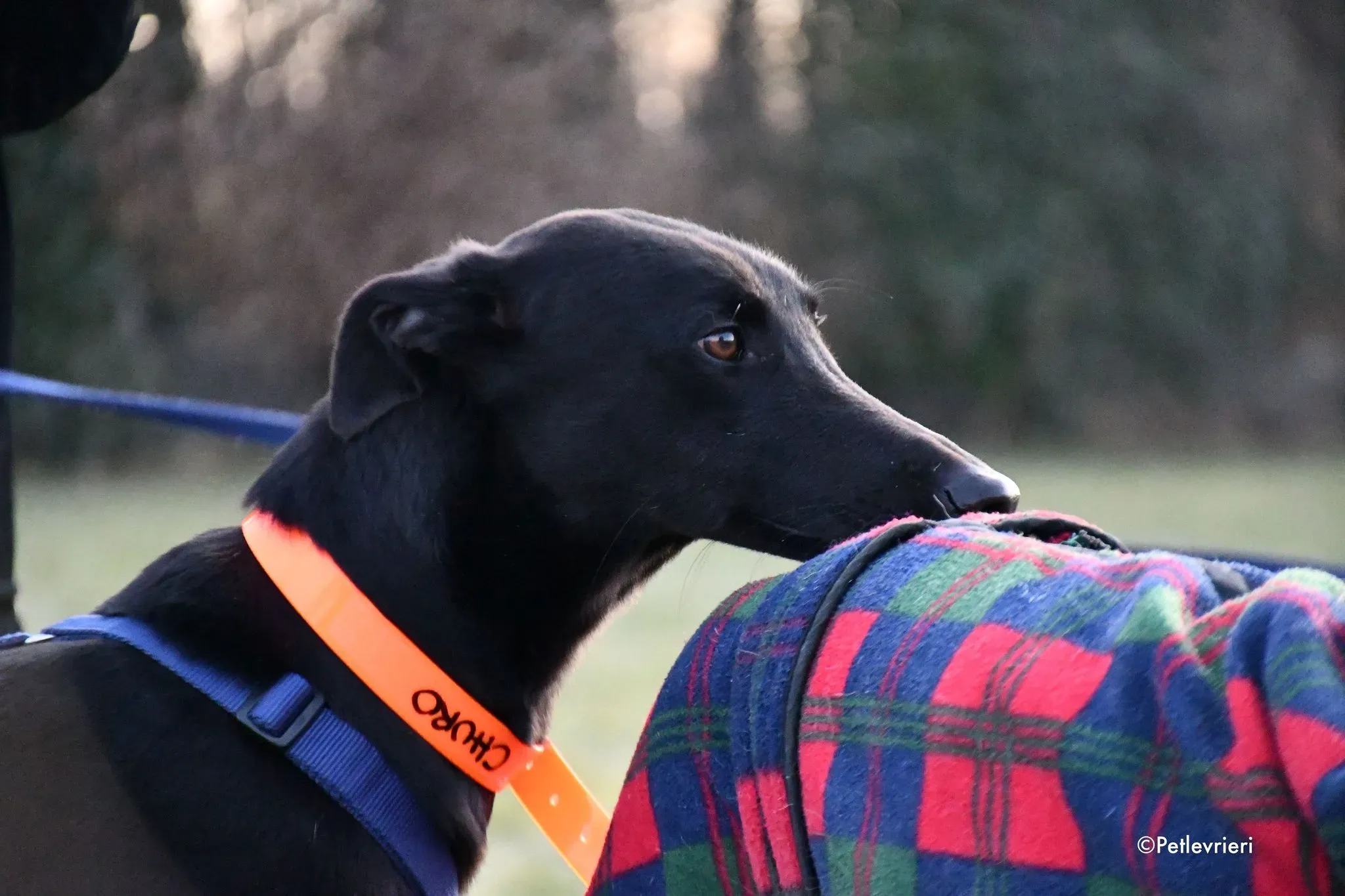 Churo adozione levrieri galgo 04