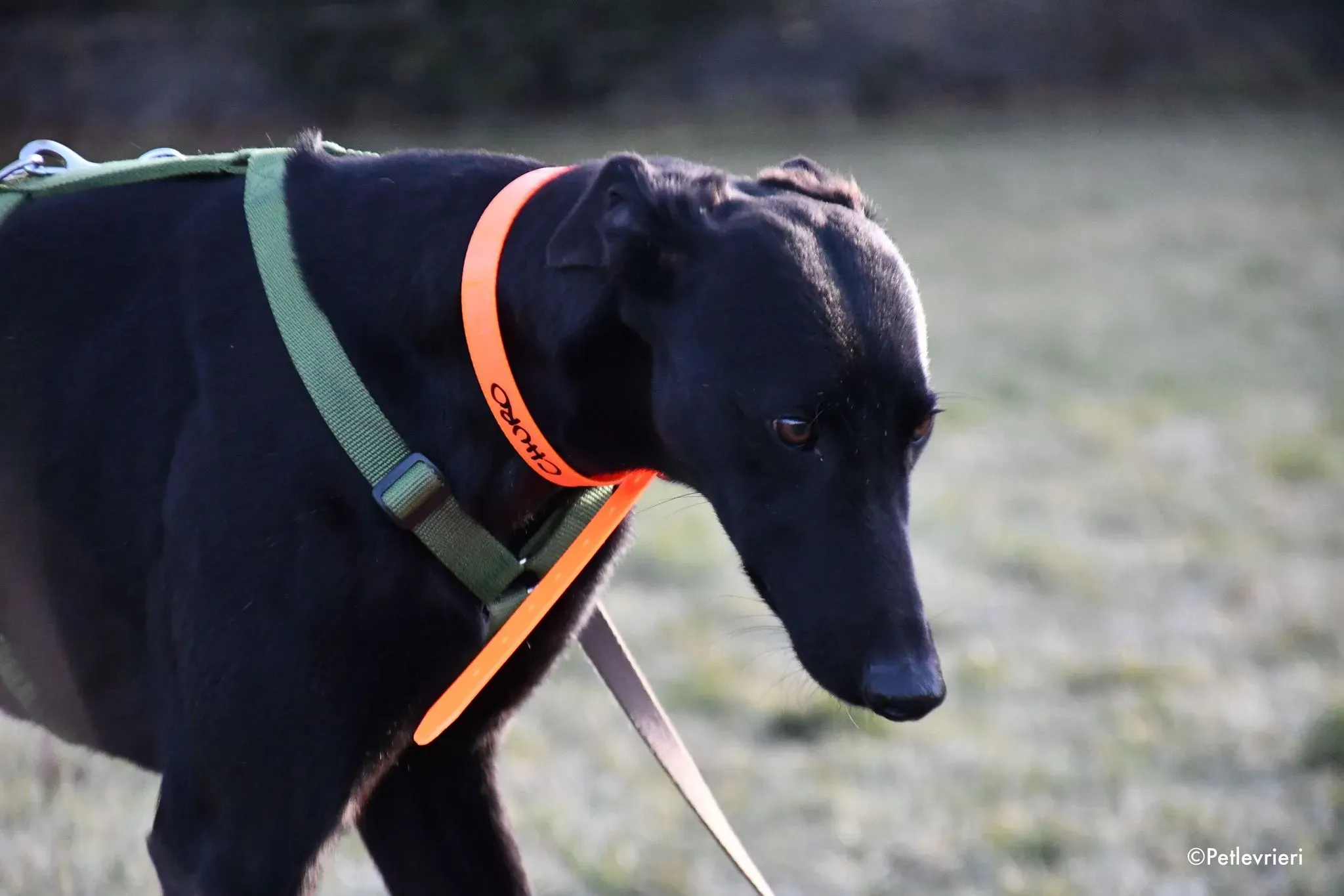 Churo adozione levrieri galgo 05