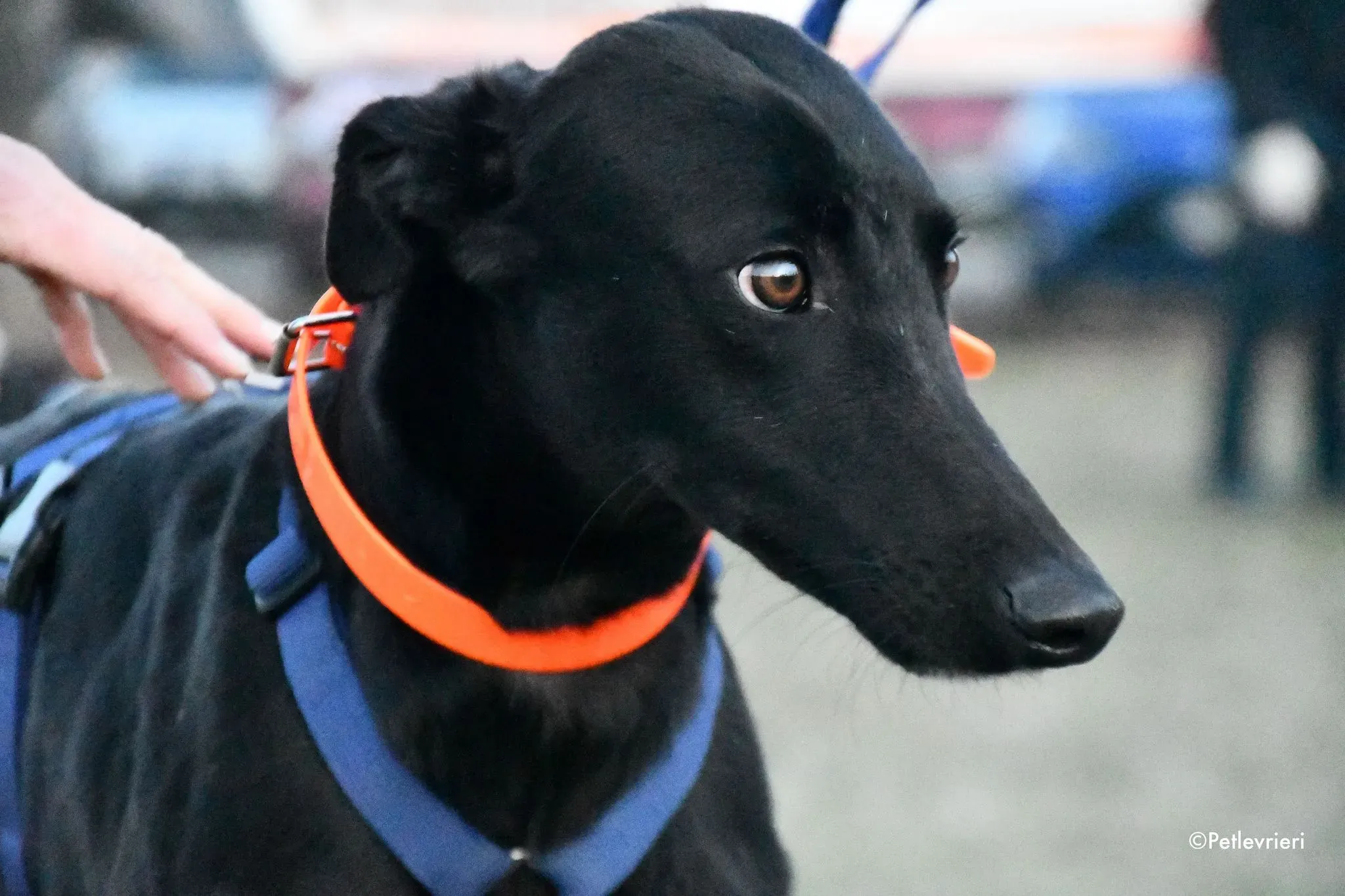 Churo adozione levrieri galgo 067jpg