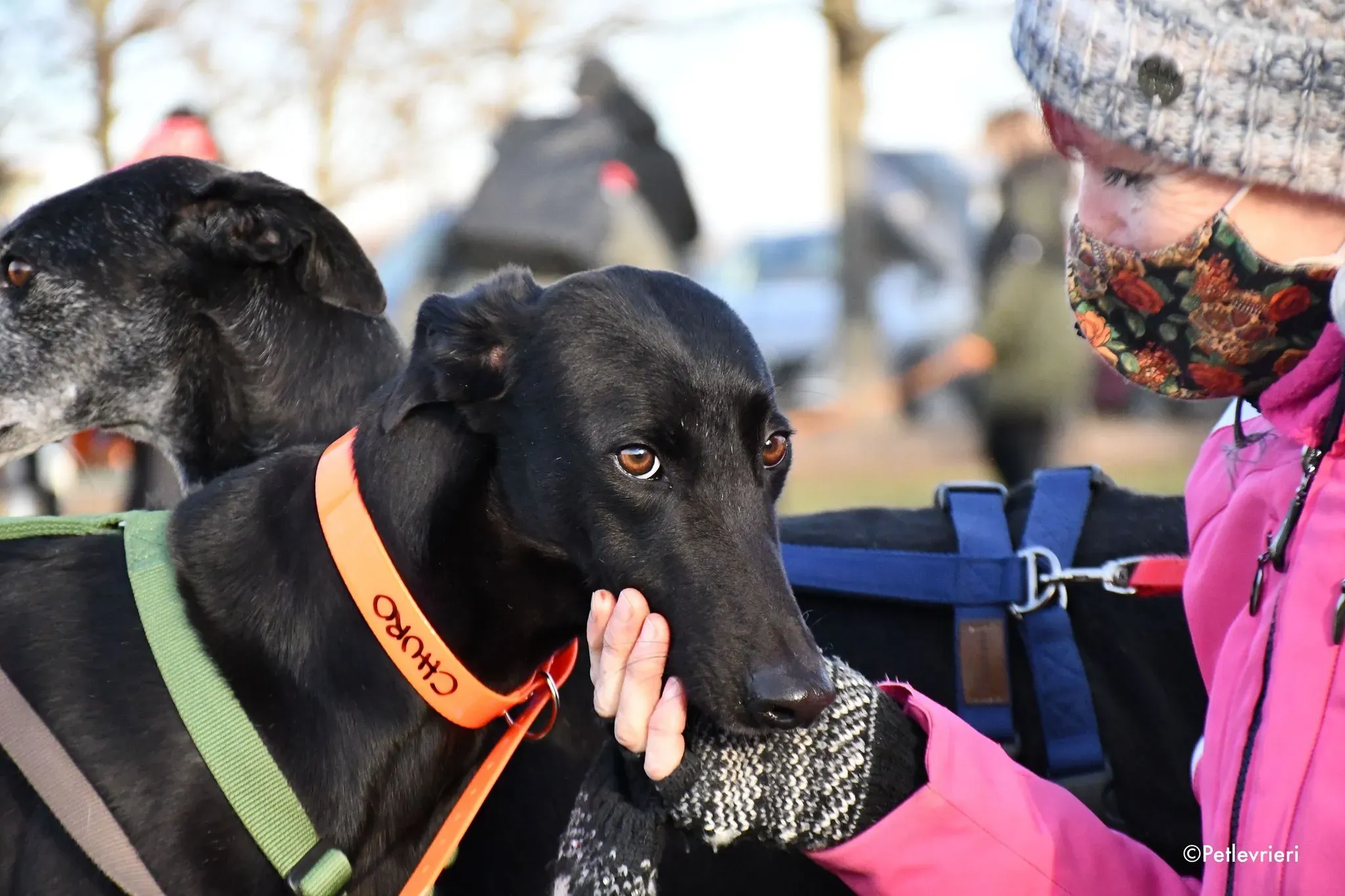 Churo adozione levrieri galgo 08