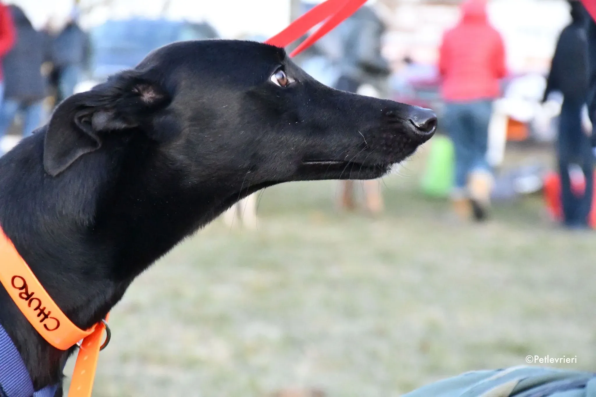 Churo adozione levrieri galgo 09