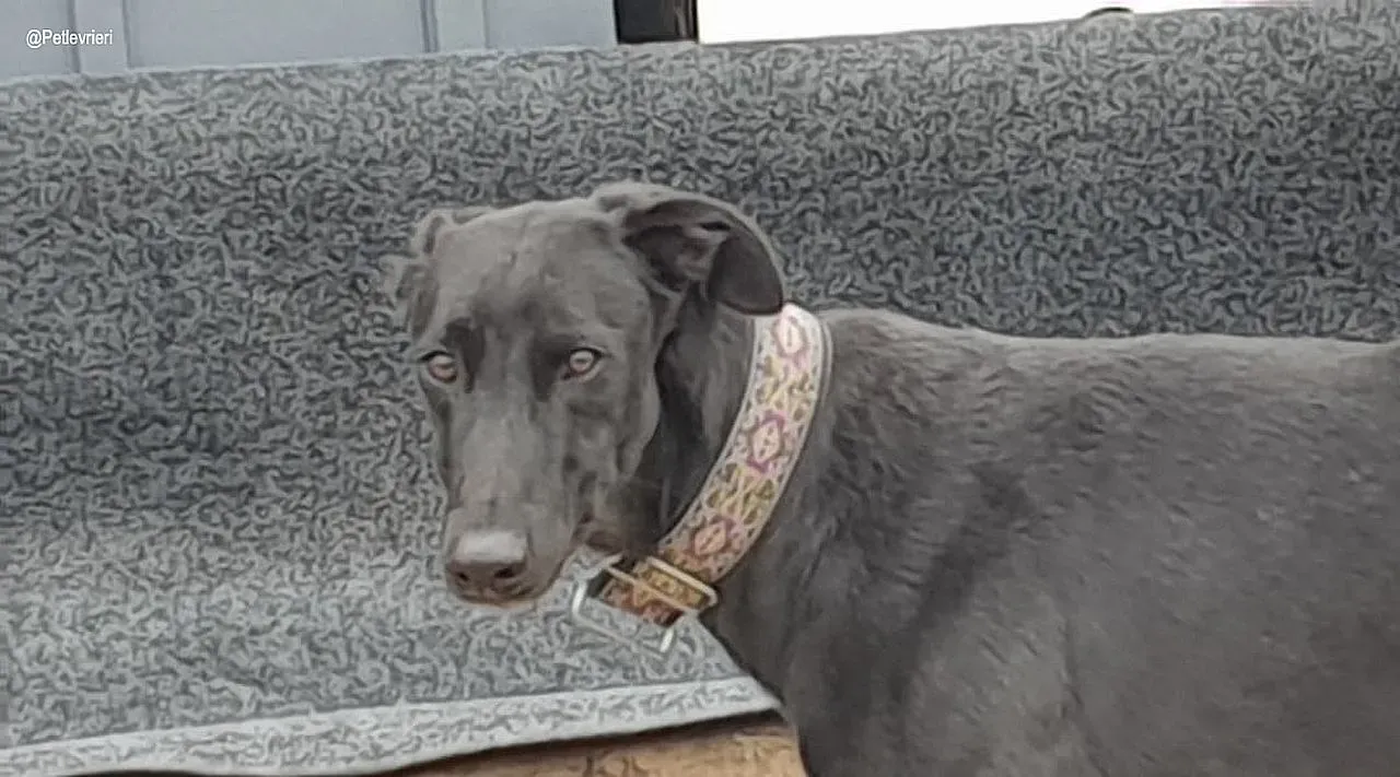 Churo adozione levrieri galgo 1