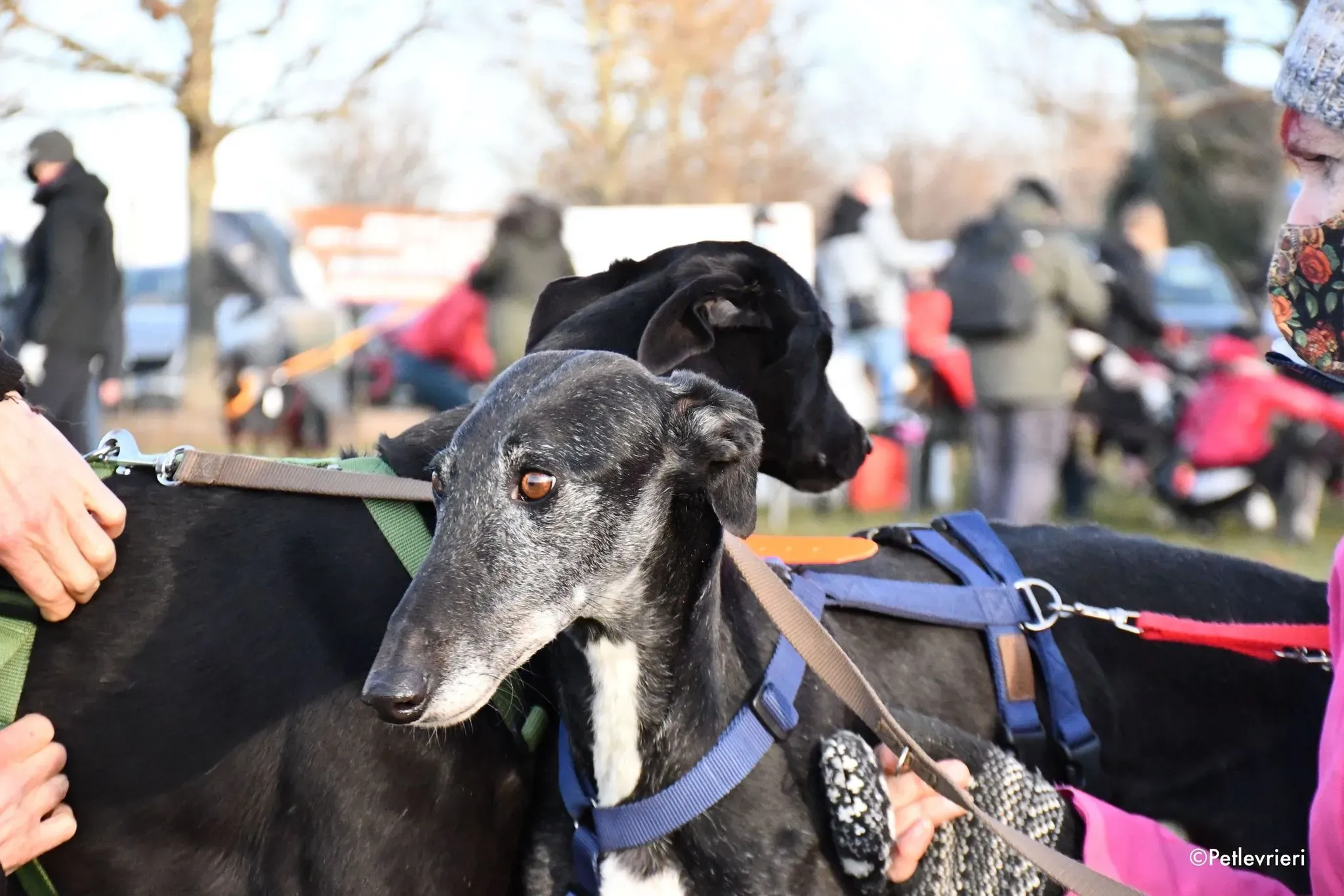 Churo adozione levrieri galgo 10