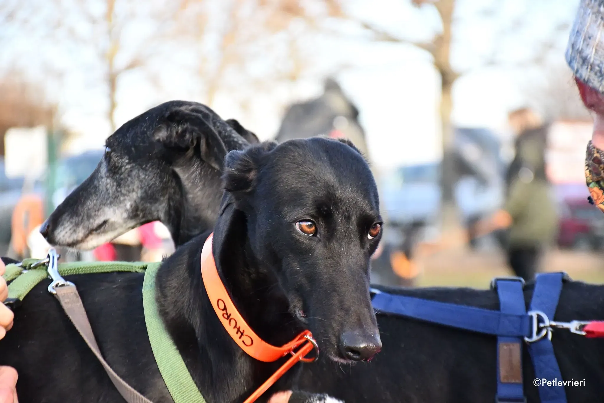 Churo adozione levrieri galgo 11