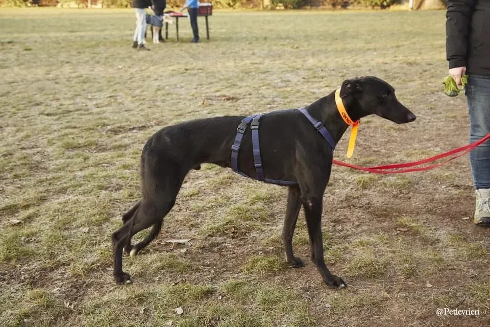 Churo adozione levrieri galgo 12
