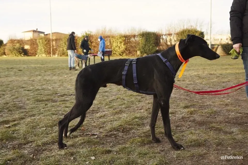 Churo adozione levrieri galgo 13