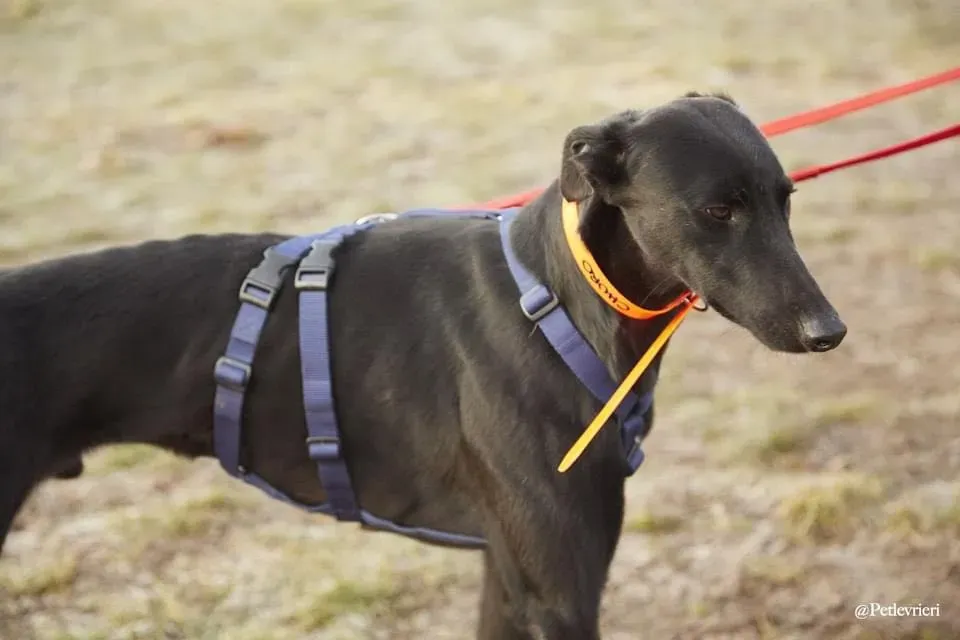 Churo adozione levrieri galgo 14