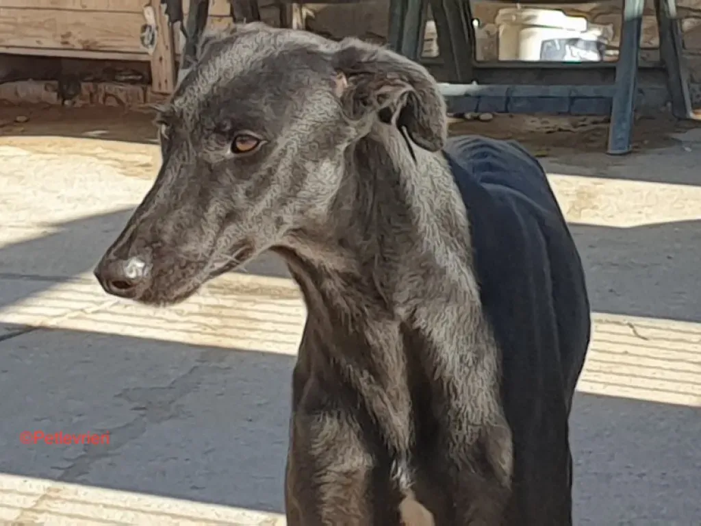 Churo adozione levrieri galgo 2 1