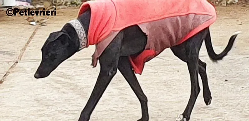 Churo adozione levrieri galgo 2