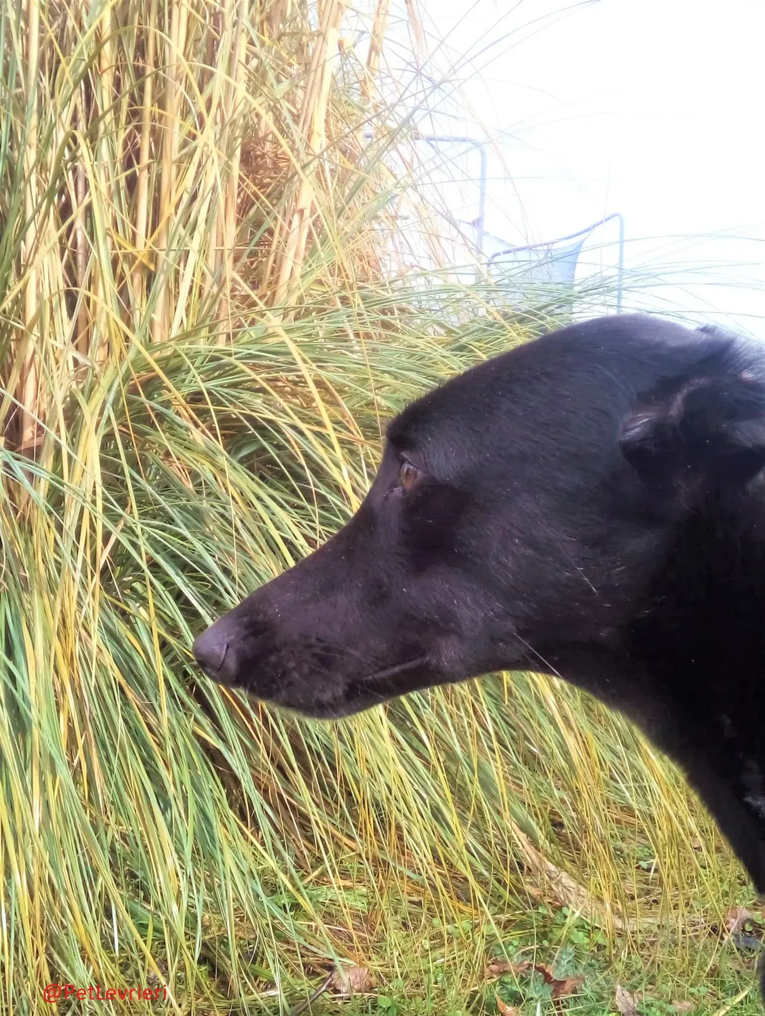 Churo adozione levrieri galgo 20