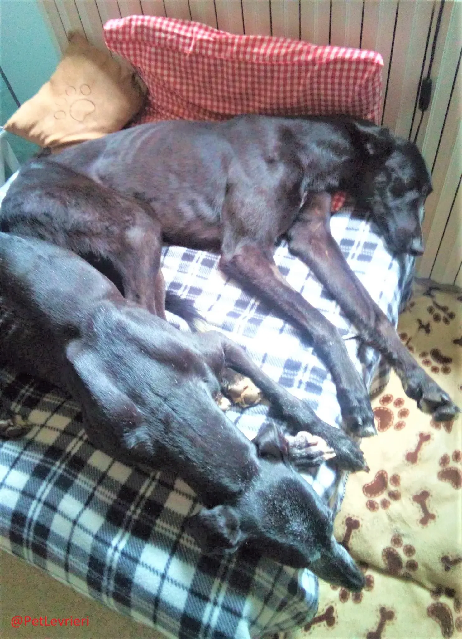 Churo adozione levrieri galgo 21