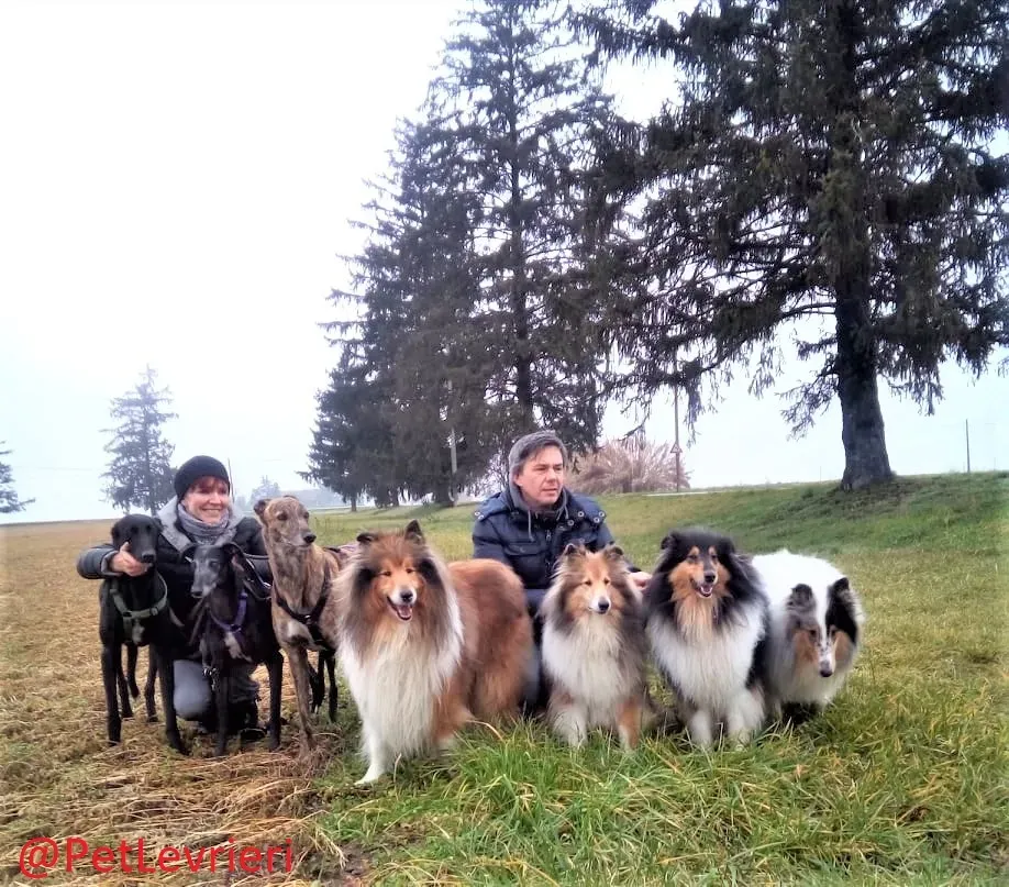 Churo adozione levrieri galgo 22