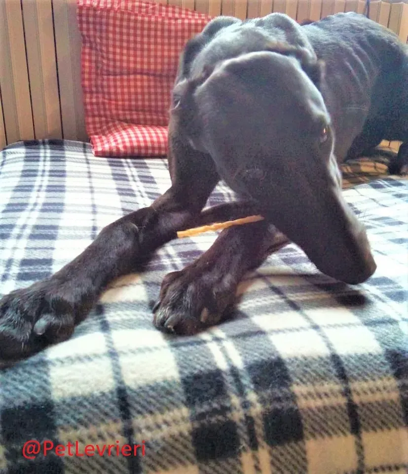 Churo adozione levrieri galgo 23