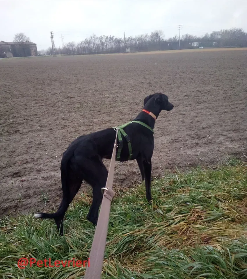 Churo adozione levrieri galgo 24
