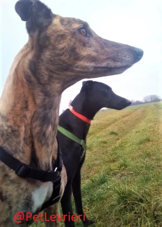 Churo adozione levrieri galgo 25