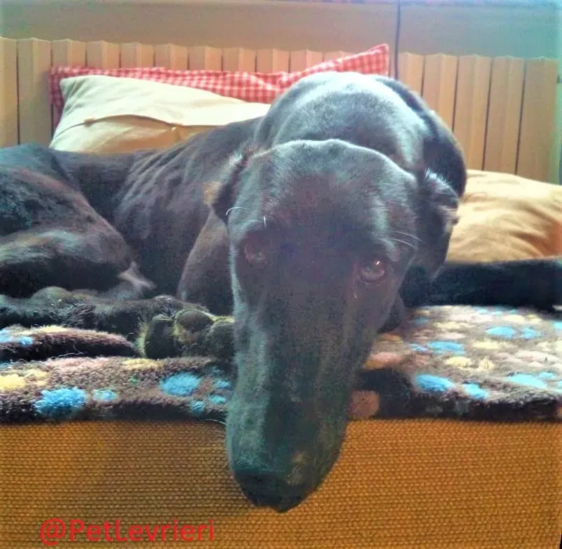 Churo adozione levrieri galgo 26