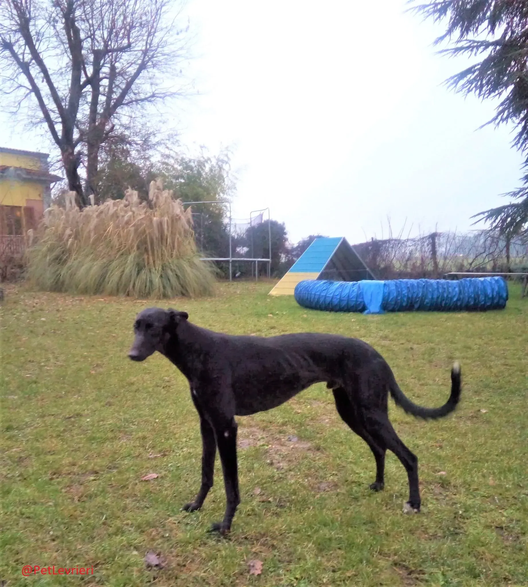 Churo adozione levrieri galgo 27