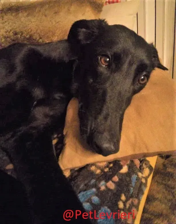 Churo adozione levrieri galgo 28