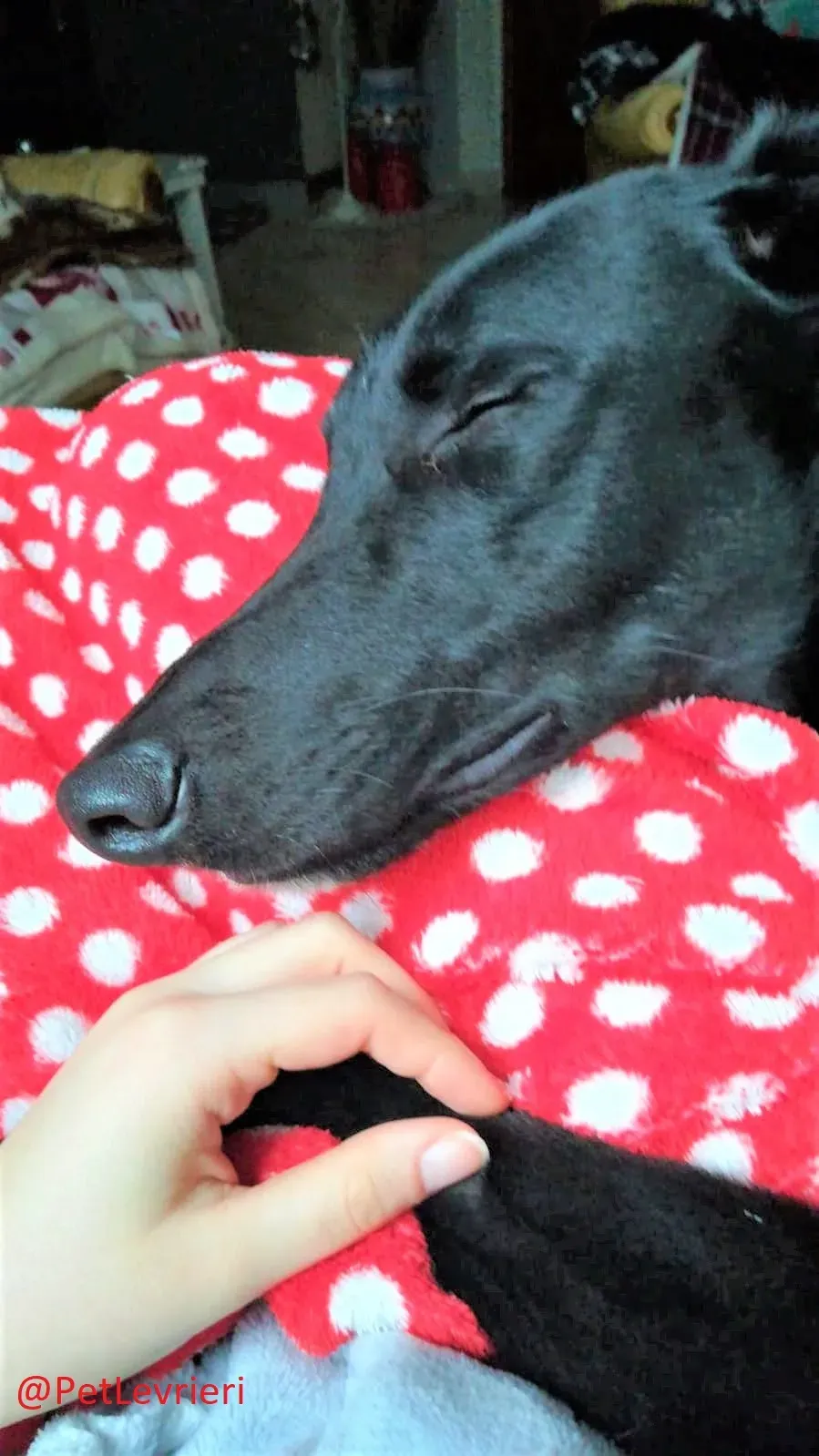 Churo adozione levrieri galgo 29