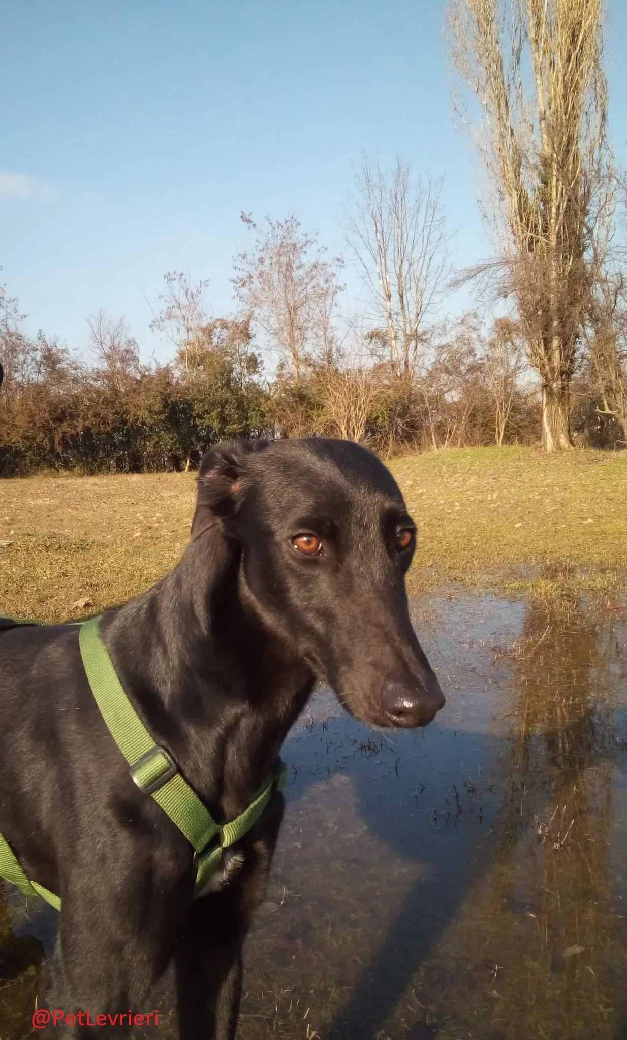 Churo adozione levrieri galgo 30