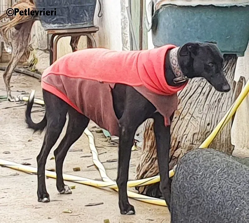 Churo adozione levrieri galgo 4