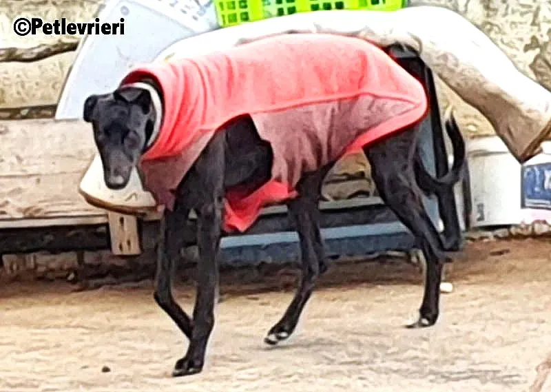 Churo adozione levrieri galgo 5