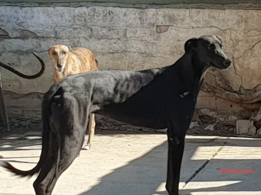 Churo adozione levrieri galgo 6