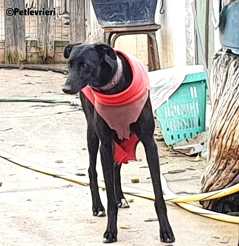 Churo adozione levrieri galgo 3