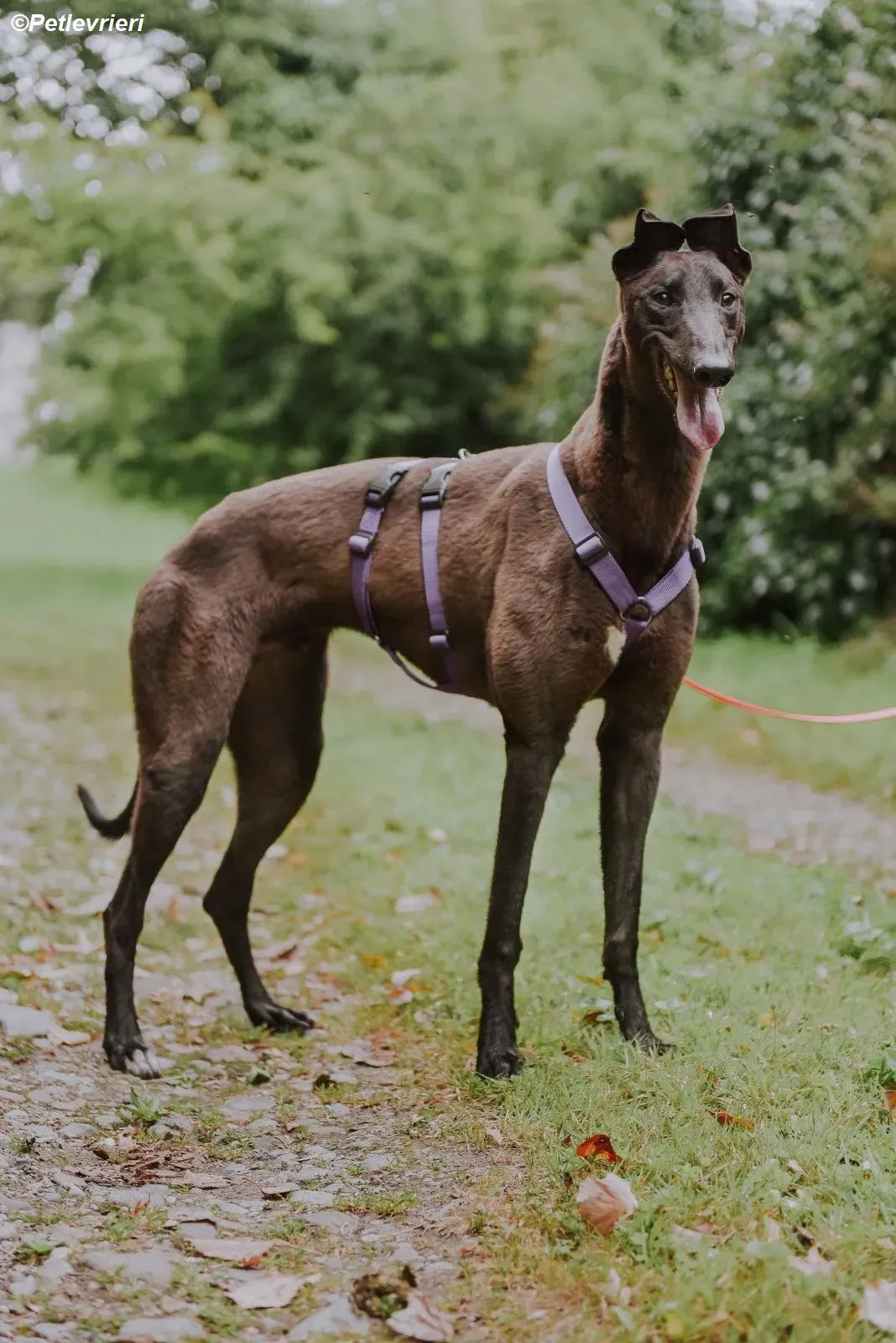 Cian adozione levrieri greyhound 1