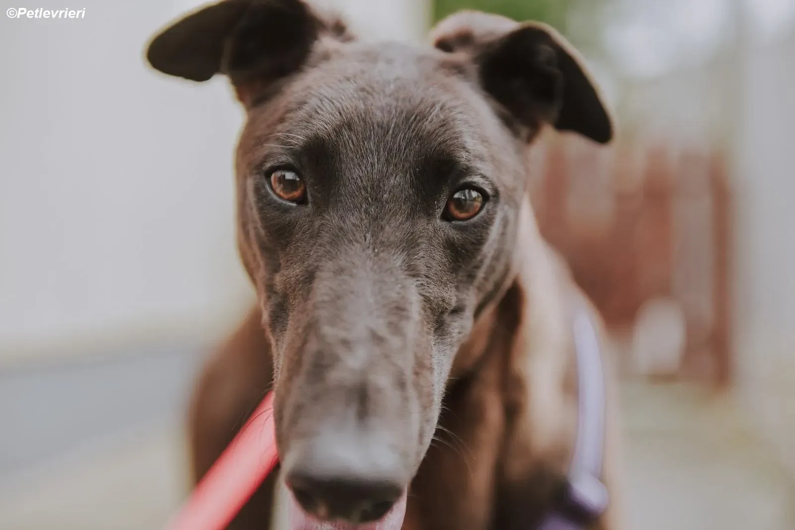 Cian adozione levrieri greyhound 2