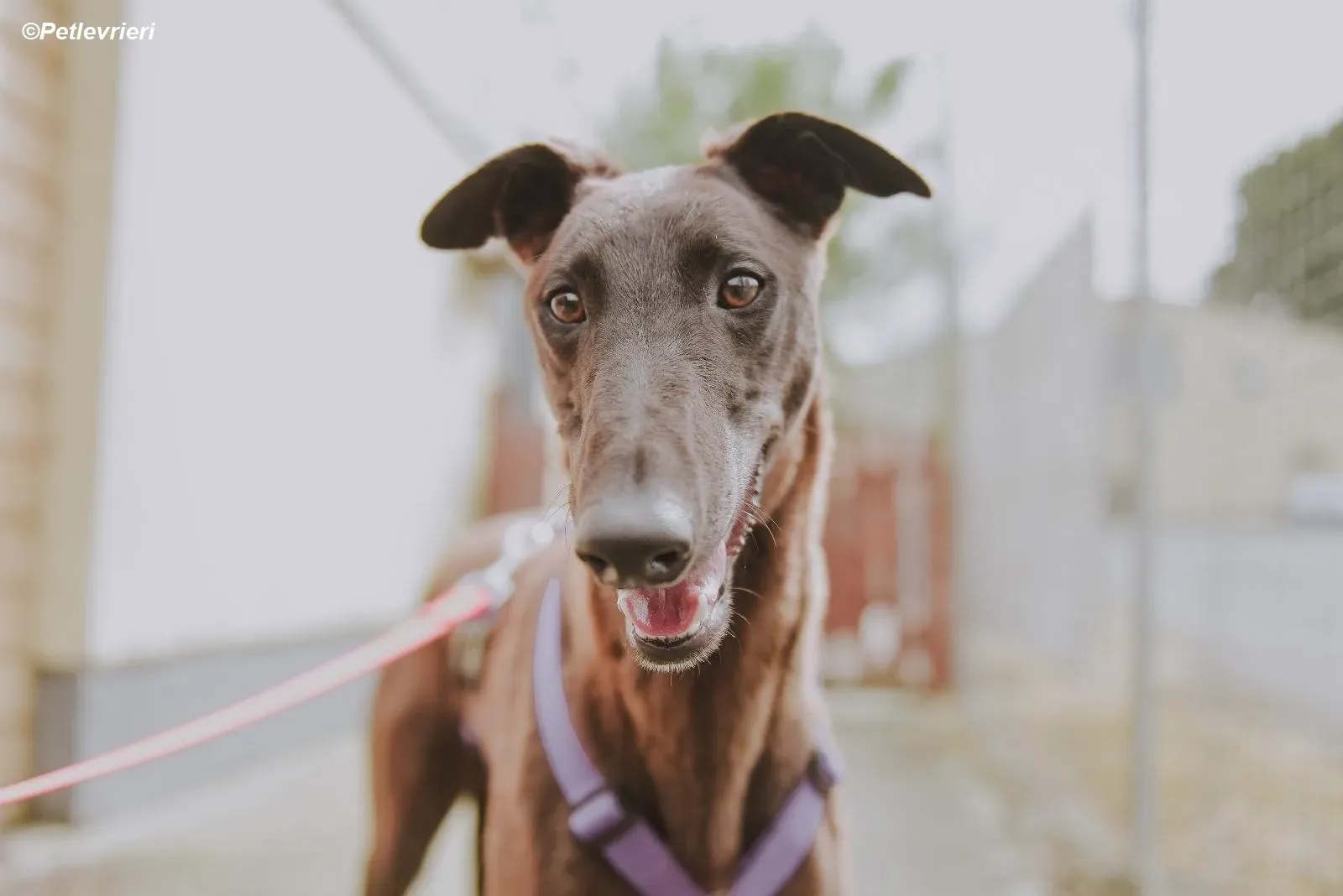 Cian adozione levrieri greyhound 3