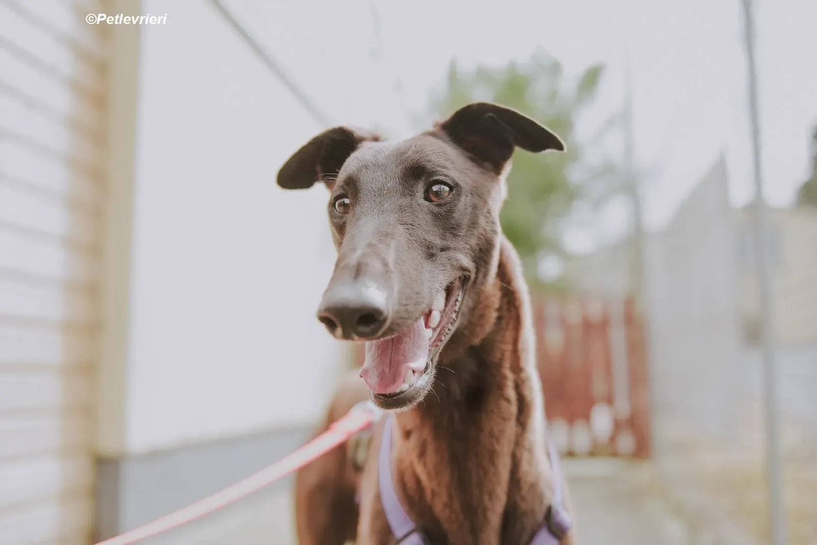 Cian adozione levrieri greyhound 4