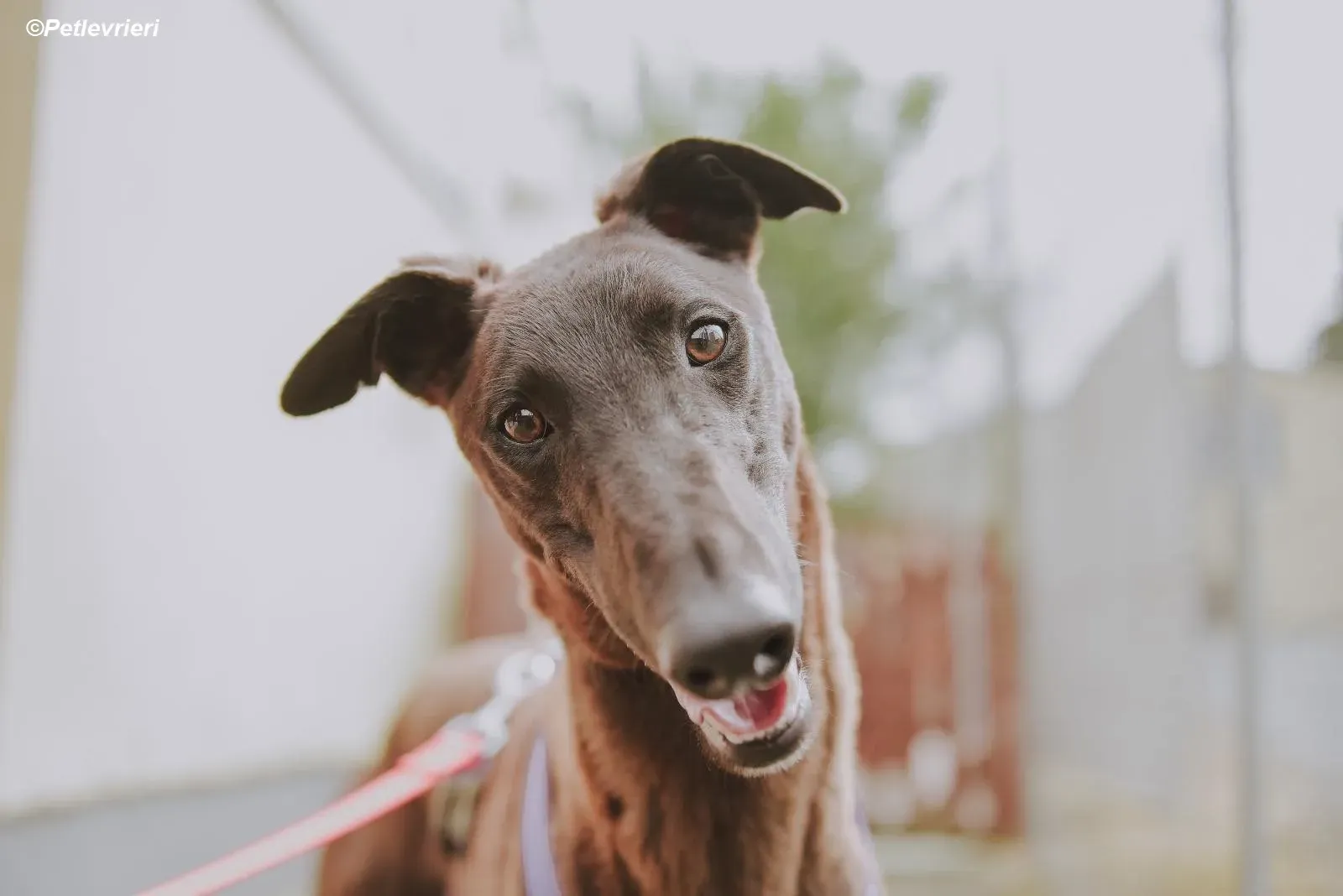 Cian adozione levrieri greyhound 5