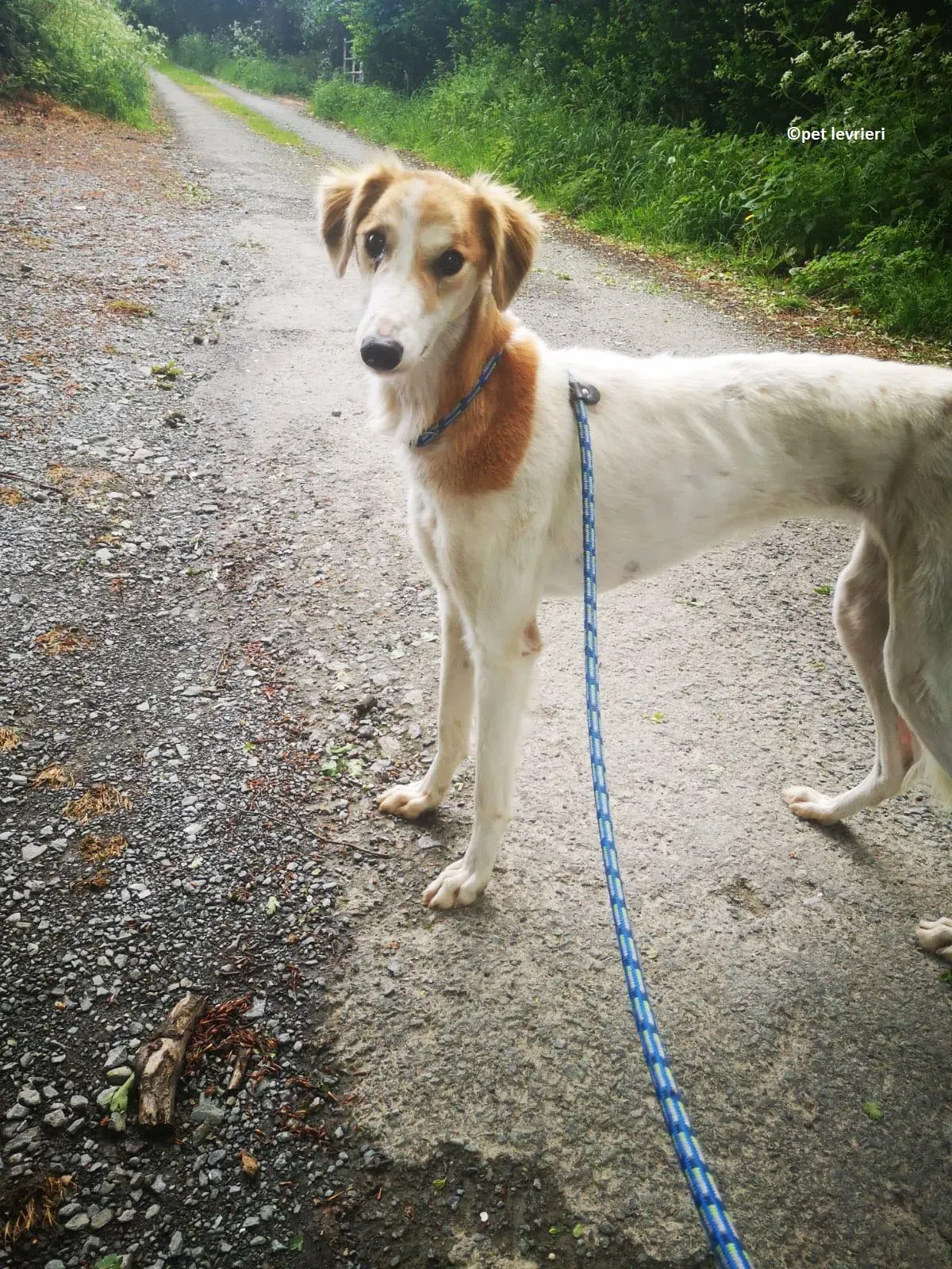 Ciara adozione levriero lurcher whippet saluiki1