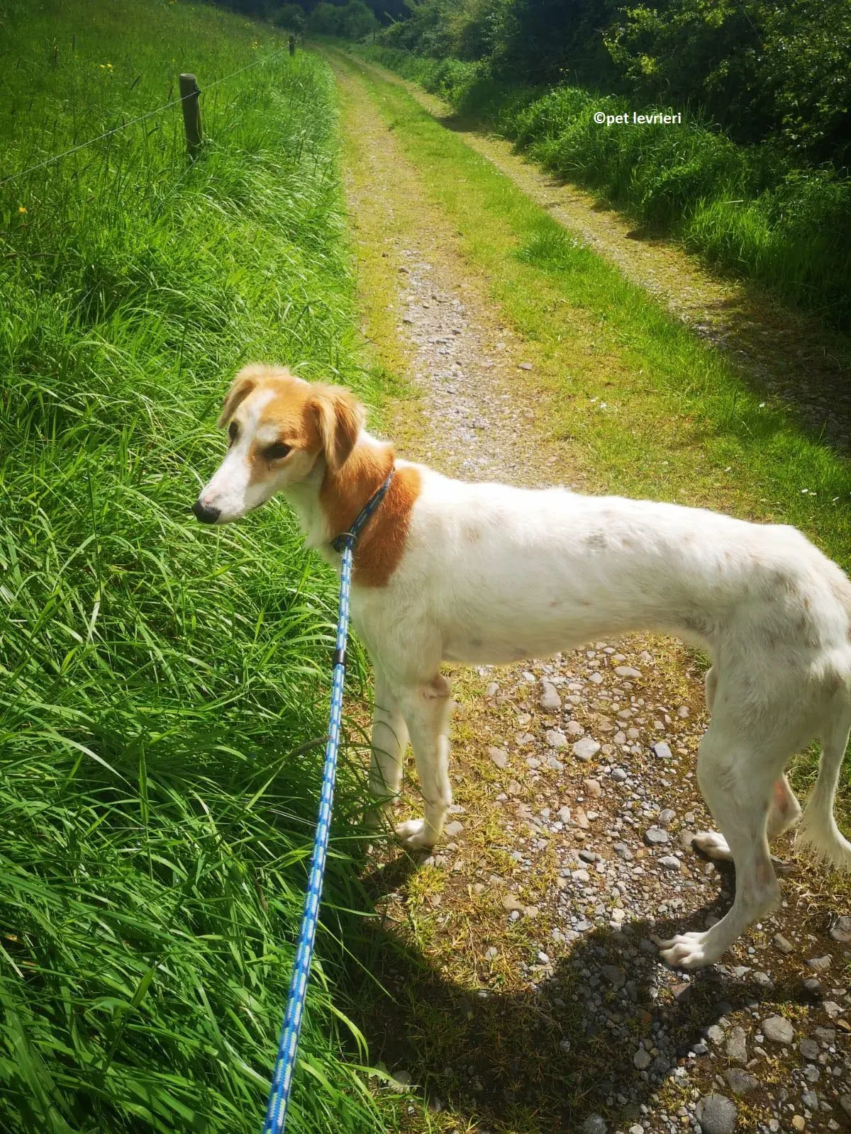 Ciara adozione levriero lurcher whippet saluiki2