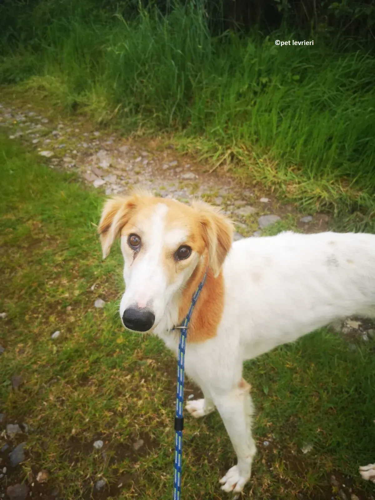 Ciara adozione levriero lurcher whippet saluiki3