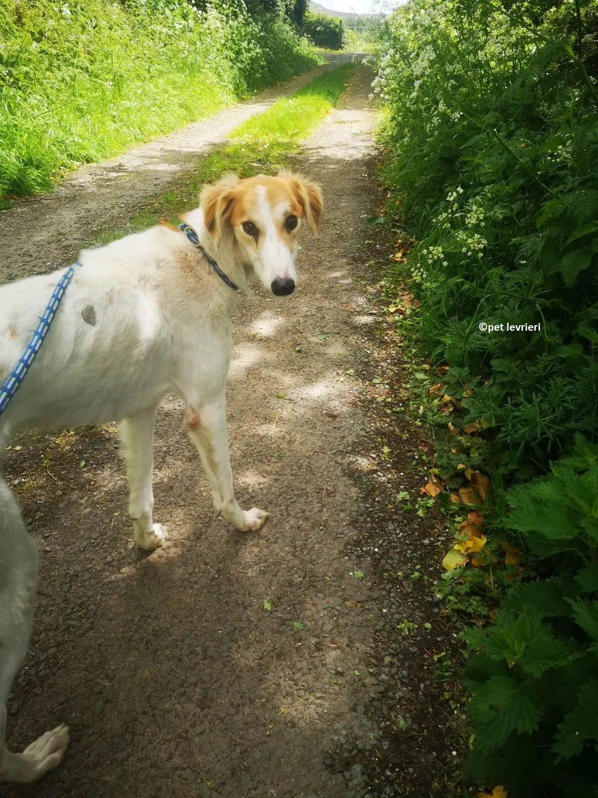 Ciara adozione levriero lurcher whippet saluiki4