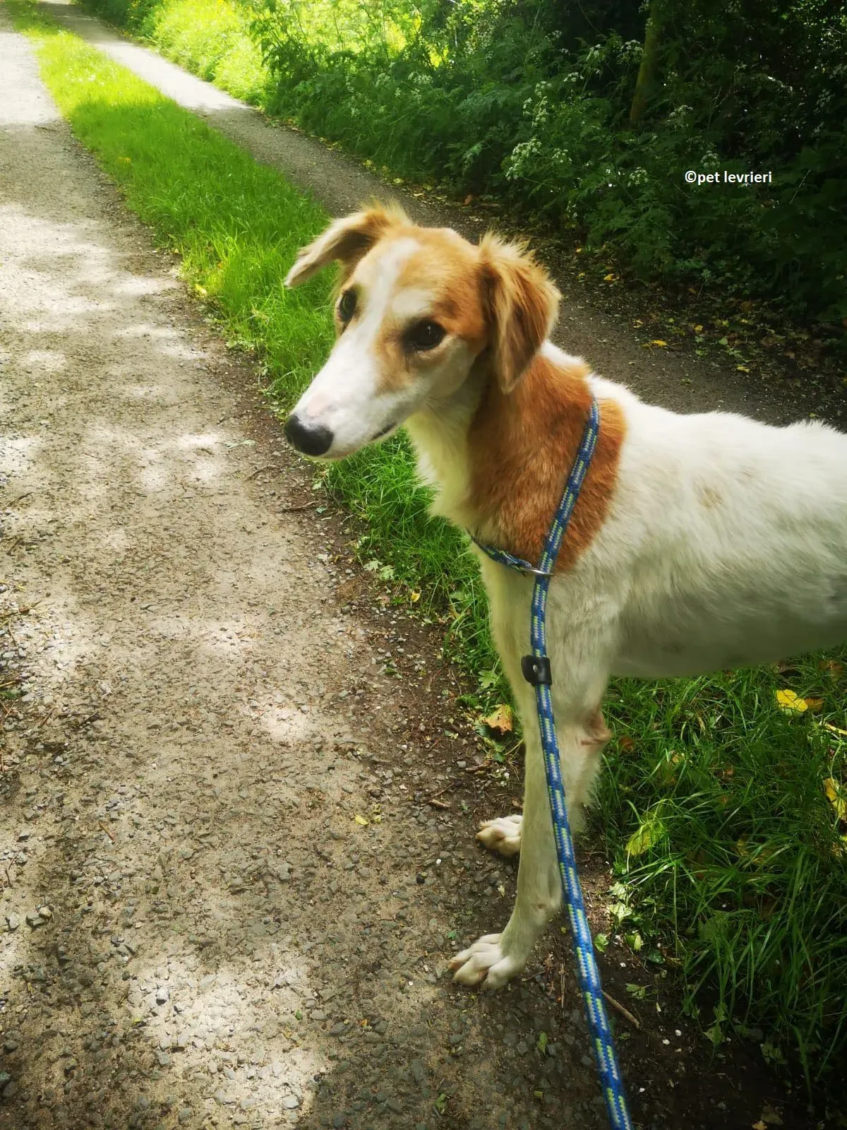 Ciara adozione levriero lurcher whippet saluiki5