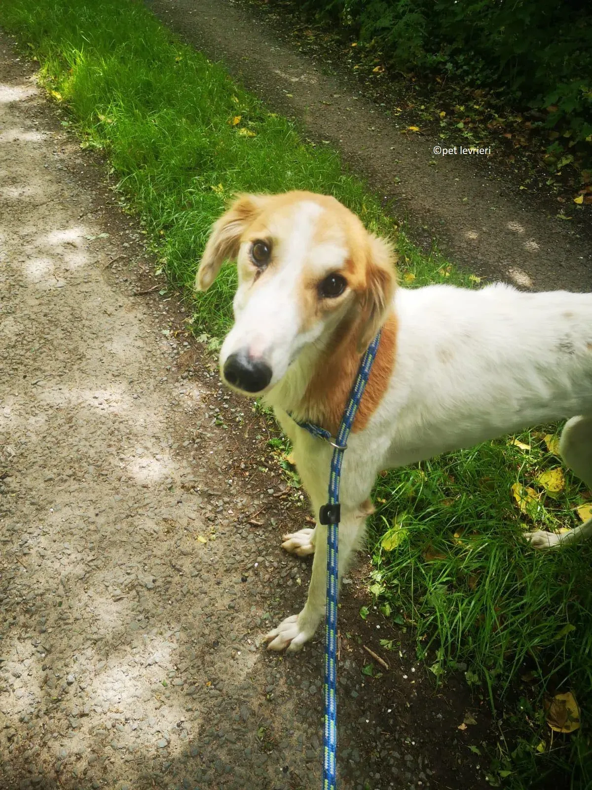 Ciara adozione levriero lurcher whippet saluiki6