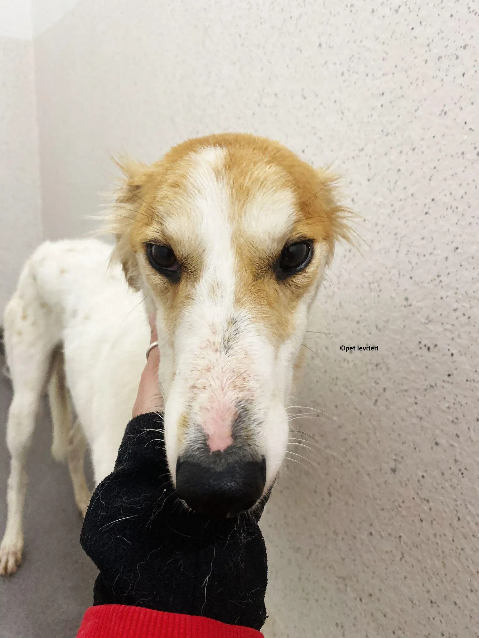 Ciara adozione lurcher saluki1