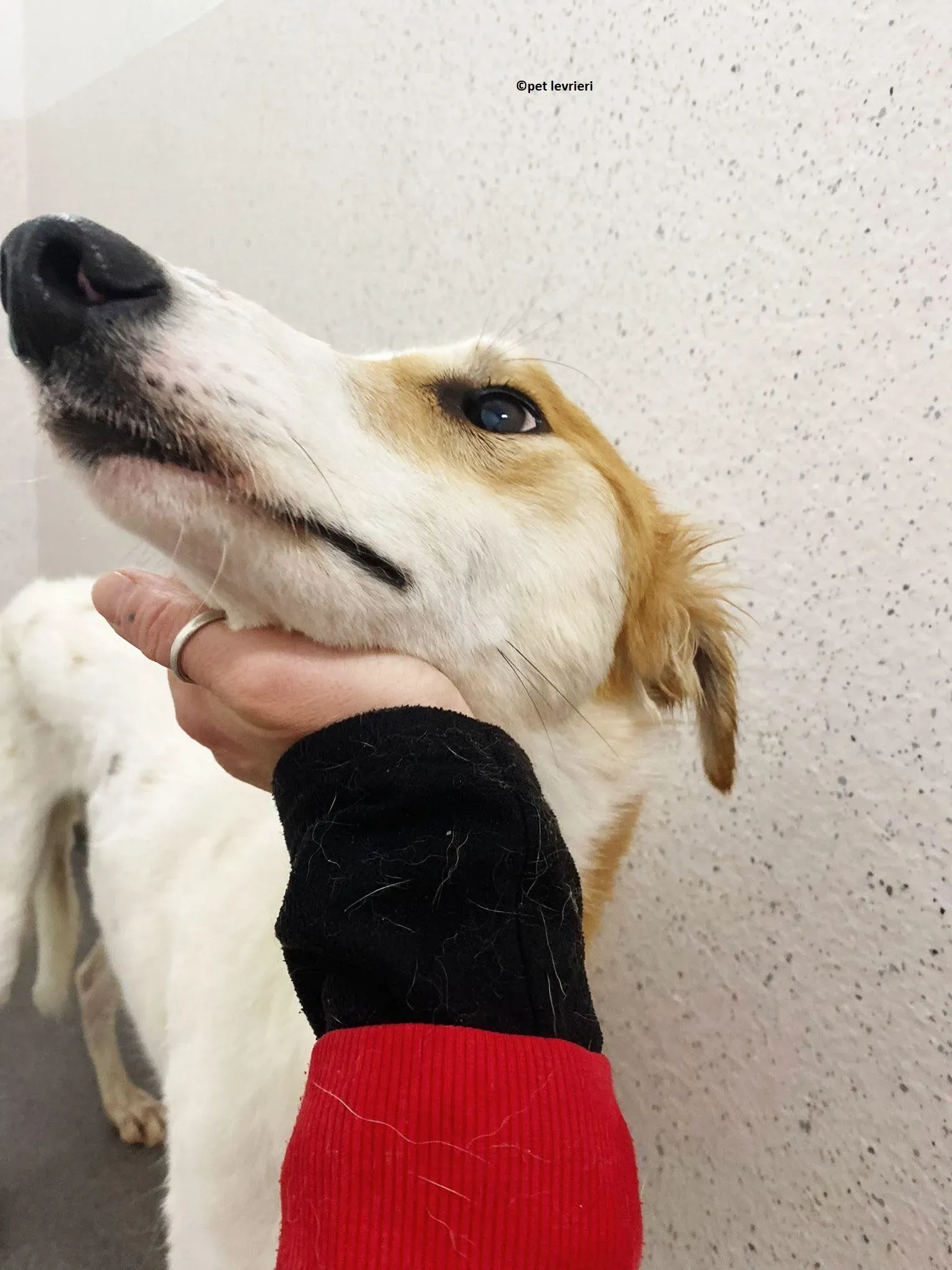 Ciara adozione lurcher saluki2