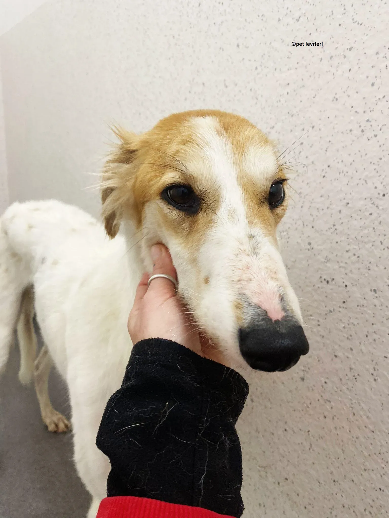 Ciara adozione lurcher saluki3