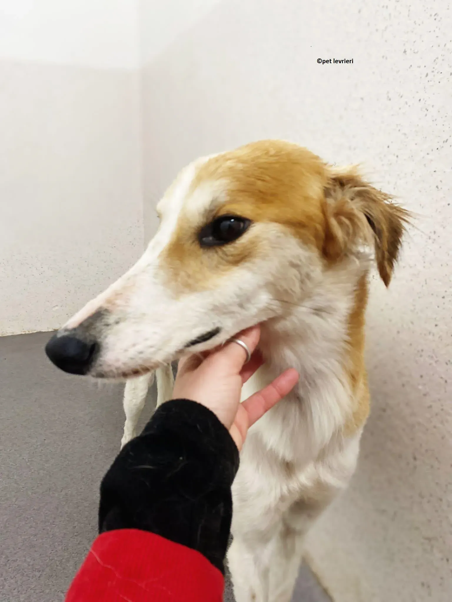 Ciara adozione lurcher saluki4