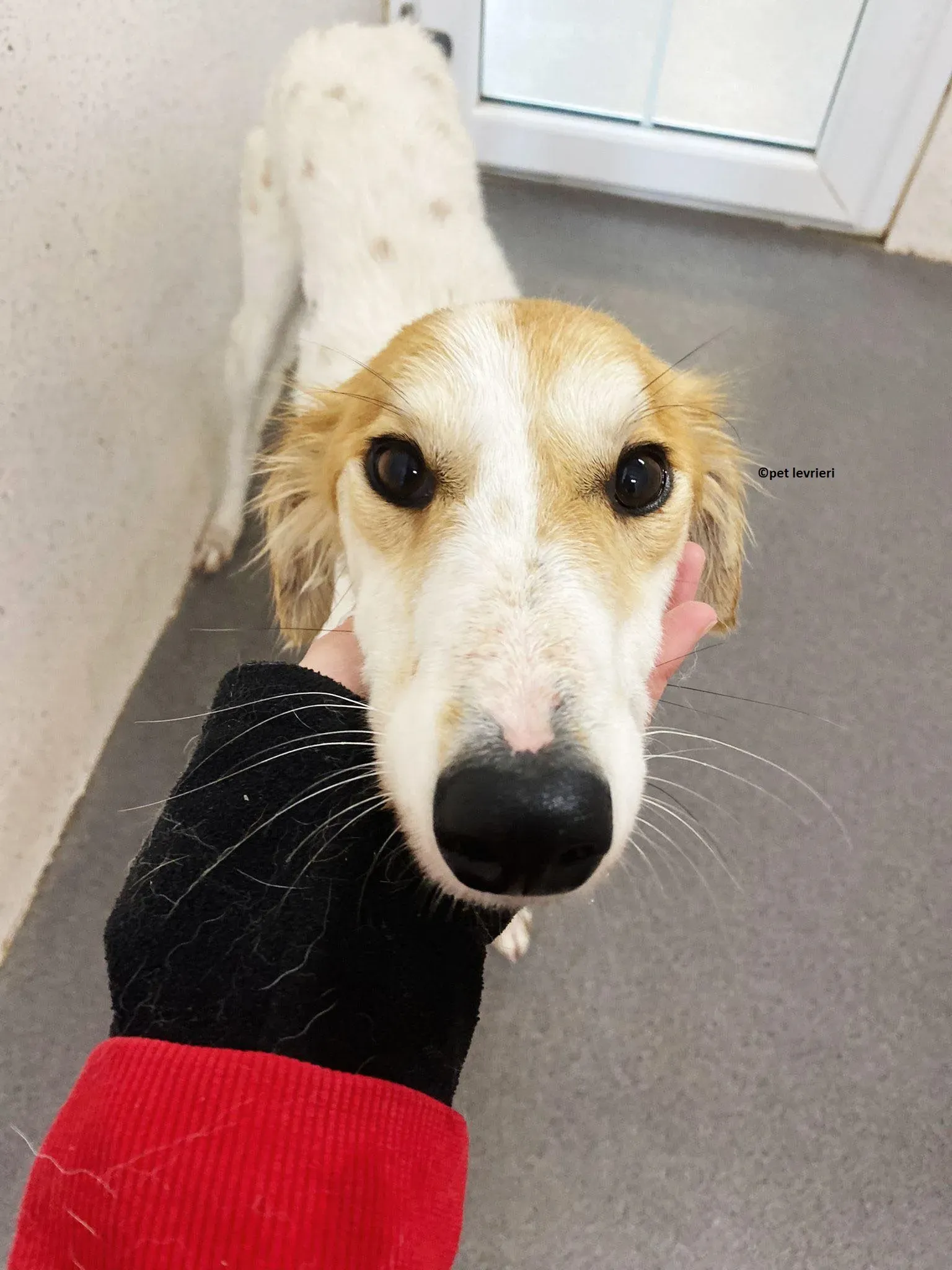 Ciara adozione lurcher saluki5